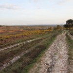 ashdown_forest.jpg